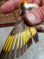 Major Putter Pastel man., Dieren en Toebehoren, Vogels | Overige Vogels, Mannelijk, Wildzangvogel, Geringd