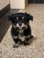 Laatste 2 pomchi reutjes  beschikbaar mogen gelijk mee!, HCC (leverziekte), Overige rassen, 8 tot 15 weken, Meerdere