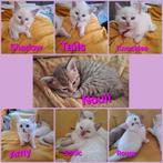 Ragdoll kittens Cinnamon & Fawn mink tabby fok stamboom+DNA, Dieren en Toebehoren, Meerdere dieren, Gechipt, 0 tot 2 jaar