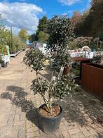 Photinia robusta compacta meerstammig €150, Overige soorten, Volle zon, Vaste plant, Ophalen of Verzenden