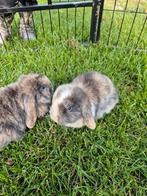 NHD Nederlandse Hangoor Dwerg Konijnen, Dieren en Toebehoren, Konijnen