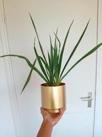 Jonge (stek) van de yucca Kamerplant, In pot, Minder dan 100 cm, Yucca, Groene kamerplant