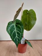 Anthurium Crystallinum Silver Blush - Flamingoplant H: 45 cm, Huis en Inrichting, Kamerplanten, Ophalen, Overige soorten, Halfschaduw