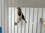 Kapoetsensijs man, Dieren en Toebehoren, Mannelijk, Tropenvogel