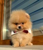 Pomeriaan, Dieren en Toebehoren, Honden | Chihuahua's en Gezelschapshonden, Rabiës (hondsdolheid), 8 tot 15 weken, Buitenland