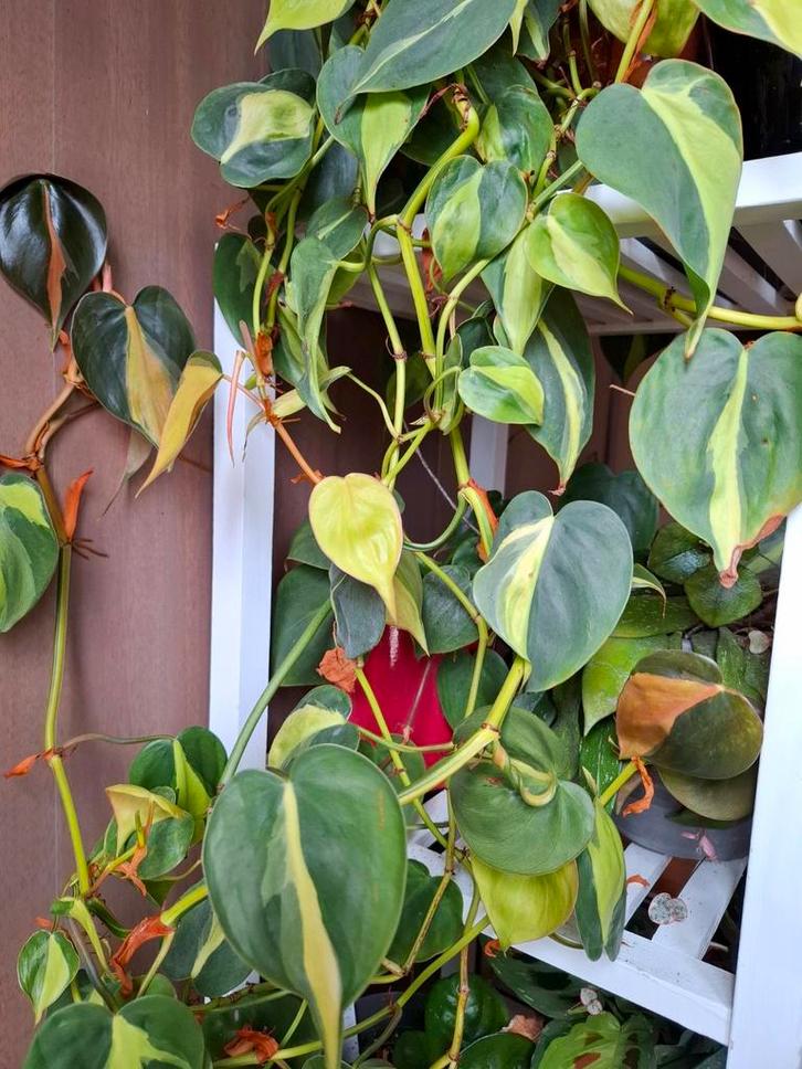 gezonde stekjes hangplanten, Huis en Inrichting, Kamerplanten, Overige soorten, Minder dan 100 cm, Ophalen of Verzenden