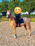 FIJNE PLEK GEZOCHT OM D PONY TE PLAATSEN IN BRUIKLEEN, Ophalen of Verzenden
