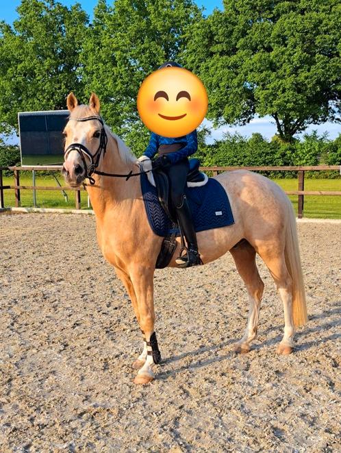 FIJNE PLEK GEZOCHT OM D PONY TE PLAATSEN IN BRUIKLEEN, Dieren en Toebehoren, Paarden en Pony's | Overige Paardenspullen, Ophalen of Verzenden