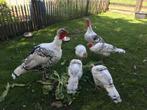 Ronquiere Kalkoenen, Dieren en Toebehoren, Pluimvee, Meerdere dieren, Kalkoen