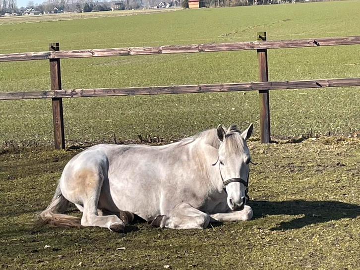 Pony stalling aangeboden, Dieren en Toebehoren, Stalling en Weidegang, Stalling, 1 paard of pony