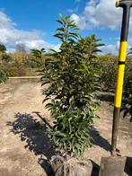 Portugese Laurier 80 cm +- en diverse andere laurier soorten, Ophalen, Laurier, Minder dan 100 cm