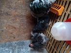 Leuke krielkippen Wyandotte kriel kippen kruising, Dieren en Toebehoren, Pluimvee, Vrouwelijk, Kip