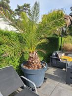2 grote Canarische dadelpalm, Ophalen of Verzenden, Gehele jaar, Volle zon