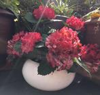Grote stevige terracotta bonsai pot wit handwerk, Tuin en Terras, Bloempotten, 25 tot 40 cm, Gebruikt, Rond, Binnen