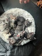 Kittens siberische boskat, Dieren en Toebehoren, Katten en Kittens | Raskatten | Langhaar, Meerdere dieren