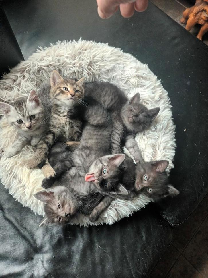 Kittens siberische boskat, Dieren en Toebehoren, Katten en Kittens | Raskatten | Langhaar, Meerdere dieren