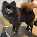 Pomsalon Spaw Noord Holland, Dieren en Toebehoren, Nederland, Reu, 8 tot 15 weken, Meerdere