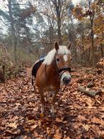 Verzorgster gezocht voor lieve haflinger merrie, Dieren en Toebehoren, Ophalen