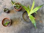 Aloë vera en agave planten, Ophalen, Halfschaduw, Minder dan 100 cm