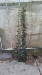 Hedera hibernica 180 cm, Ophalen of Verzenden, Overige soorten, 100 tot 250 cm