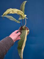 Alocasia Lauterbachiana Variegata p12 (2), Ophalen of Verzenden, Halfschaduw, Minder dan 100 cm