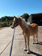 Verzorger gezocht voor 1,5 jarige haflinger., Dieren en Toebehoren, Ophalen of Verzenden