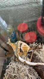 Wimpergekko man 1 jaar, Dieren en Toebehoren, Reptielen en Amfibieën | Toebehoren, Ophalen, Terrarium of Paludarium