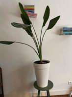 Strelizia   Kraanvogelplant  70 cm, Ophalen of Verzenden, Halfschaduw, Minder dan 100 cm