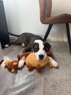 American Bully XXL Pup – 6 maanden oud – 32,5 kg – Rambo, Dieren en Toebehoren, Honden | Bulldogs, Pinschers en Molossers, 15 weken tot 1 jaar