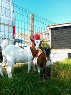 Prachtige bonte rustige dwerggeiten te koop/huur, Dieren en Toebehoren, Schapen, Geiten en Varkens, Mannelijk, Geit