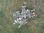 Klimop plant, Tuin en Terras, Planten | Tuinplanten, Vaste plant, Ophalen of Verzenden, Bloeit niet, Halfschaduw