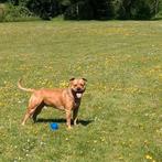 Pitbull Dekreu NIET TE KOOP, Dieren en Toebehoren, Reu, CDV (hondenziekte), 1 tot 2 jaar, Eén hond