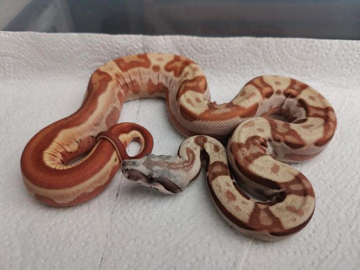 Boa : 0.1 hypo motley jungle het vpi, Dieren en Toebehoren, Reptielen en Amfibieën, Slang, 0 tot 2 jaar
