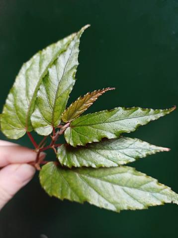Begonia taiwaniana stek beschikbaar voor biedingen