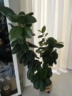 Ficus Elastica, Huis en Inrichting, Ophalen, Ficus, Halfschaduw, 150 tot 200 cm