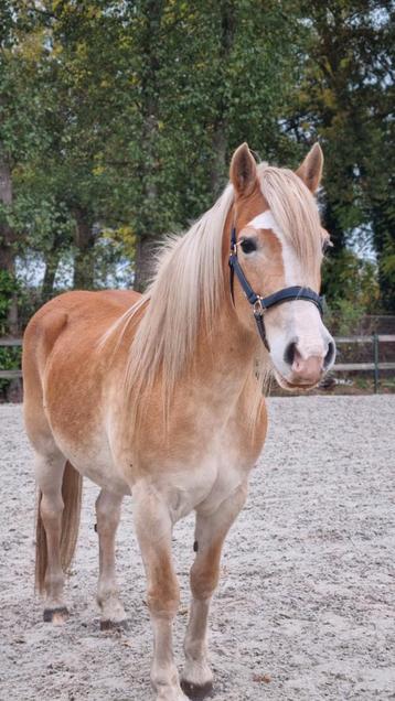 12 jarige haflinger merrie beschikbaar voor biedingen