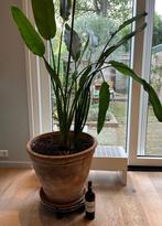 Strelitzia Reginae paradijsvogelbloem 186 cm hoog, Huis en Inrichting, Kamerplanten, Ophalen, Halfschaduw