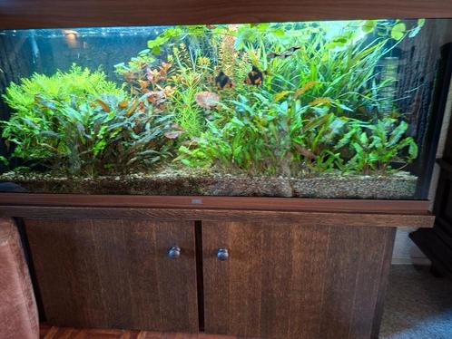 Juwel rio 240 aquarium, leeg, 120 cm, Dieren en Toebehoren, Vissen | Aquaria en Toebehoren, Zo goed als nieuw, Leeg aquarium, Ophalen of Verzenden