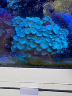 Makkelijke koralen, Ophalen, Plant(en), Steen of Hout