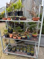 Volle kar bonsai zaailingen - starters, Volle zon, Vaste plant, Bloeit niet, Ophalen