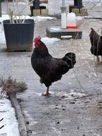 Haan Barnevelder., Dieren en Toebehoren, Pluimvee, Mannelijk, Kip