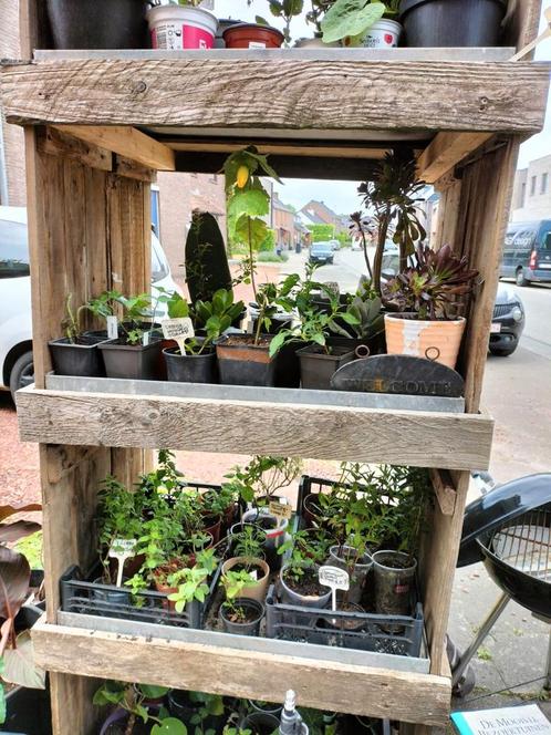 Bio gekweekte kruiden eitjes vijgenboom walnotenboom enz, Tuin en Terras, Planten | Tuinplanten, Volle zon, Zomer, Ophalen