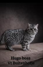 🎀Dek kater Hugo bos tabby🎀