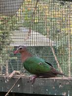 Groenvleugel duivin, Vrouwelijk