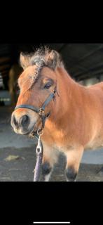 Verzorgpony / borstelpony, Verzenden