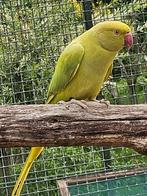 Cinnamon opaline split blauw halsbandparkiet, Dieren en Toebehoren, Vogels | Parkieten en Papegaaien, Vrouwelijk, Parkiet, Geringd