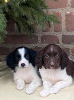 Supermooie FRIESE STABIJ x HEIDEWACHTEL pups, Dieren en Toebehoren, Honden | Niet-rashonden, Nederland, CDV (hondenziekte), 8 tot 15 weken