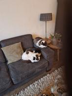 2 selkirkrex kater  te koop 18maand oud chinnemon  en een 2, Dieren en Toebehoren, Katten en Kittens | Raskatten | Korthaar, Kater