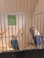 Jonge agapornissen blauw, Dieren en Toebehoren, Vogels | Parkieten en Papegaaien, Geslacht onbekend, Dwergpapegaai of Agapornis