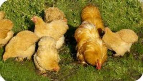 Cochin krielkippen., Dieren en Toebehoren, Pluimvee, Kip, Vrouwelijk